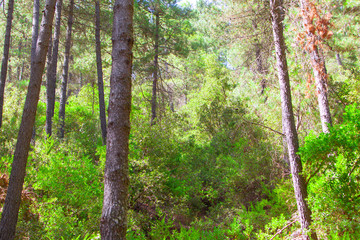 landscape of trees, forest and nature in taberrant el hociema morocco. maroc