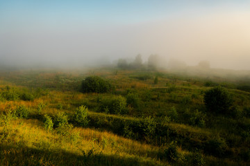 morning fog in the forest