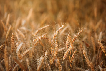  ripe golden wheat or barley in nature background at sunset