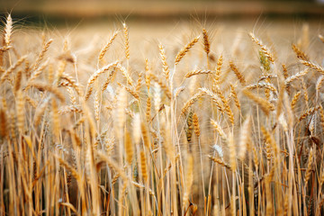  ripe golden wheat or barley in nature background at sunset