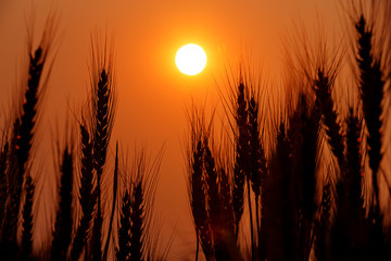 Close-up silhouette of ripe golden wheat or barley with sun behind in nature 