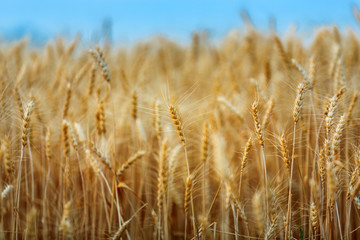  ripe golden wheat or barley in nature background at sunset