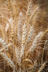 Close-up  ripe golden wheat or barley in nature background at sunset