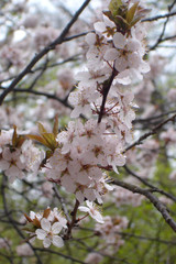 Cherry blossoms in upstate New York,