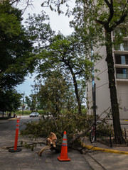 broken tree branches from storm on street with orange caution cones