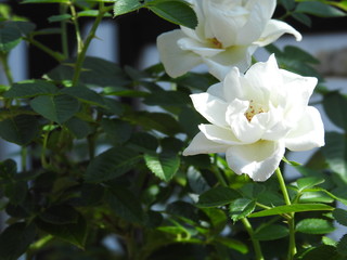 夏の日差しを受ける白いバラ