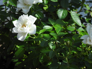 夏の日差しを受ける白いバラ