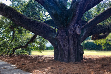 Beautiful White canopy and oak tree