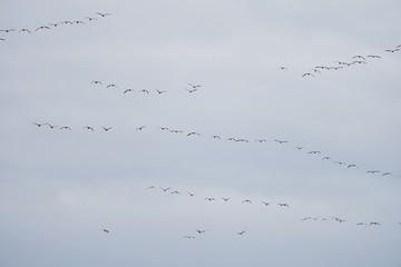 Flocks of Canada geese (Branta canadensis) in flight.