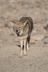 Fototapeta premium Lone coyote in the desert in Death Valley, California.