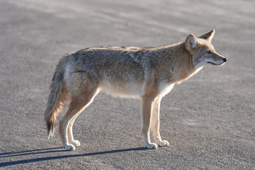 Naklejka na ściany i meble Profile of a wild coyote on the street. Wildlife isolated on gray concrete background.