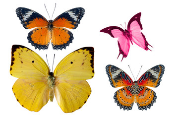 Fototapeta na wymiar Beautiful butterflies isolated on white background