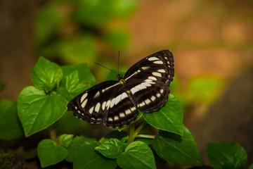 Common sailer