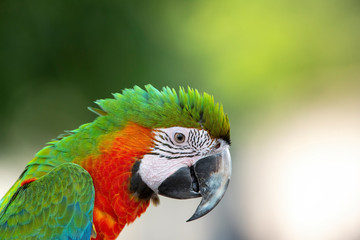 Closeup red and green macaw parrot