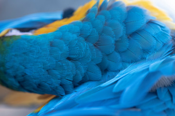 Obraz premium Closeup macaw feathers (Blue and gold parrot)