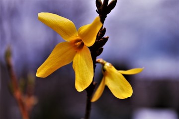 Spring Forsythia