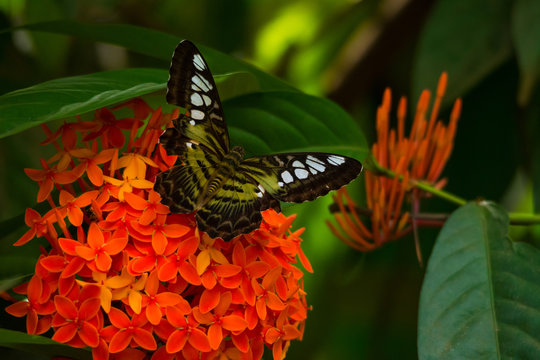 clipper butterfly