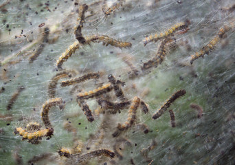 caterpillar cocoon butterfly transformation nature organism closeup