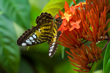 Clipper butterfly