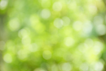 Obraz premium Bokeh blurred background from light tree