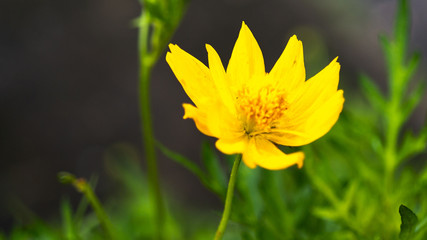 A single yellow flower glowing in the morning sun in a park