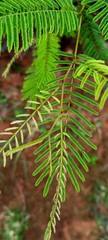 green fern leaves