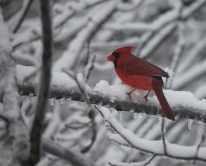 cardinal in snow