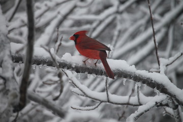 cardinal on a branch