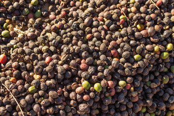 .coffee beans close-up