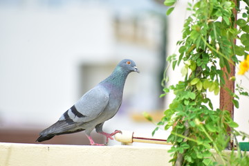 Beautiful pigeon looking for food on terrace