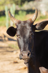 black ox on  the farm