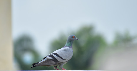 Beautiful pigeon looking for food on terrace