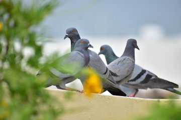 pigeons in the park
