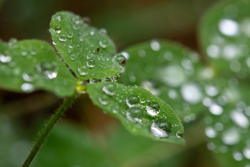 Macro shot of many dew or rain drops on a green clover background lit softly on an overcast day. Wet, clean, fresh.