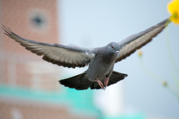 Flying pigeon caught,  Take off, Landing