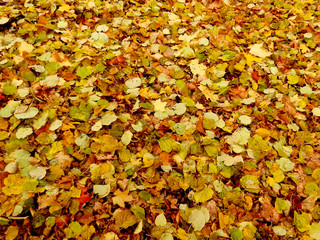 carpet of autumn yellow orange red fallen linden leaves, abstract textural background