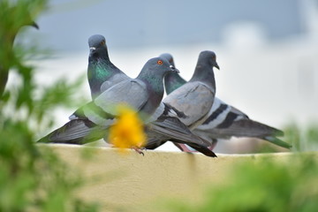 Beautiful pigeon looking for food on terrace