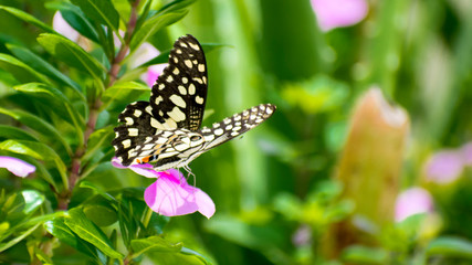 Obraz premium Beautiful black butterfly flying in home terrace garden 