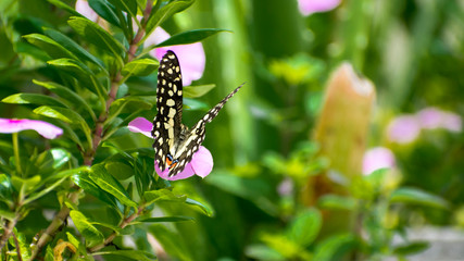 Beautiful black butterfly flying in home terrace garden 