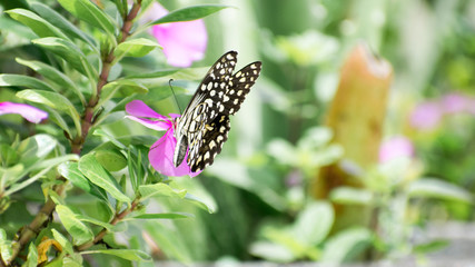 Beautiful black butterfly flying in home terrace garden 
