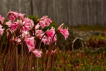 pink naked ladies, or amaryllis belladonna, grow near Cambria, California