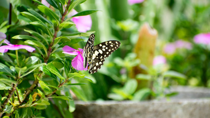 Beautiful black butterfly flying in home terrace garden 