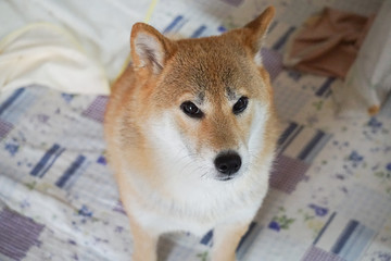 室内でくつろぐ柴犬