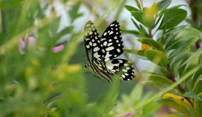 Beautiful black butterfly flying in home terrace garden 