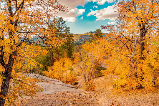 Autumn Oak trees cover the hillsides of the San Bernardino Mountains in Big Bear Lake, California