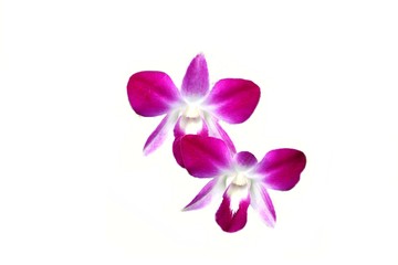 Orchid flowers purple blooming with copy space isolated on white background closeup.