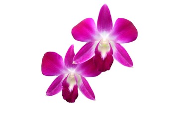 Orchid flowers purple blooming with copy space isolated on white background closeup.
