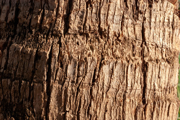 Image of the texture of the coconut tree.