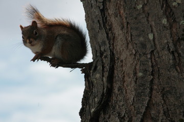 squirrel on a tree
