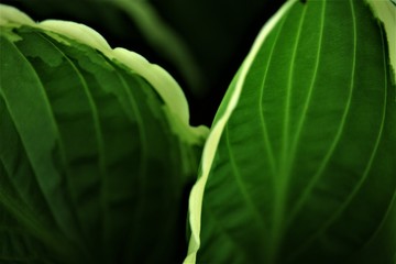 close up of a Hosta